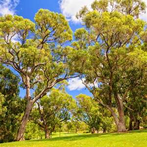 Explore Perth at your own speed with hop-on hop-off bus tours – Panoramic views, audio guides, and unlimited stops in 2025