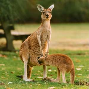 Hop on the open-top bus in Perth, Australia – Discover top attractions, monuments, and hidden gems with a hop-on hop-off tour in 2025